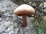 Gymnopilus luteofolius image