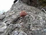Gymnopilus luteofolius image