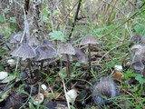 Spinellus fusiger image