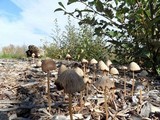 Psathyrella corrugis image