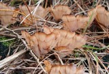 Podoscypha petalodes ssp. floriformis image