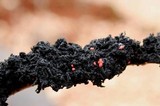 Scorias spongiosa image