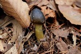 Elaphocordyceps capitata image