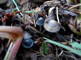 Mycena amicta image