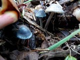 Mycena amicta image