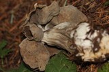 Helvella maculata image