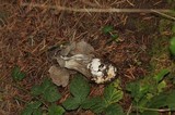 Helvella maculata image