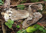 Helvella maculata image