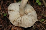 Tricholoma terreum image