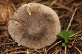 Tricholoma terreum image