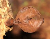 Gyromitra infula image