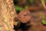 Gyromitra infula image