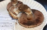 Agaricus bisporus image