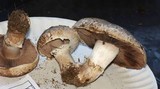 Agaricus bisporus image