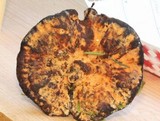 Hydnellum aurantiacum image