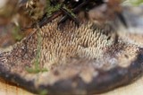 Hydnellum aurantiacum image