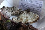 Oligoporus guttulatus image