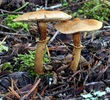 Cystoderma fallax image