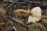 Cystoderma fallax image