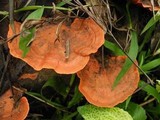Pycnoporus sanguineus image