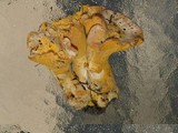 Cantharellus roseocanus image