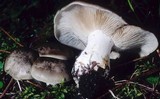 Lyophyllum shimeji image