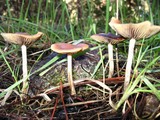 Psilocybe subaeruginosa image