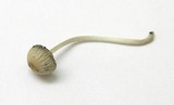 Coprinellus impatiens image