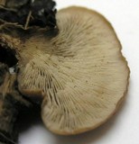 Lentinellus ursinus image