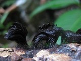 Stemonitis splendens image
