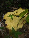 Fuligo septica image