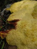 Fuligo septica image