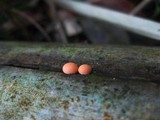 Lycogala epidendrum image