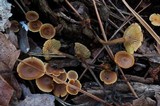 Xeromphalina cauticinalis image