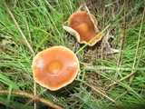 Psilocybe subaeruginosa image