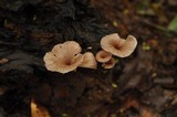 Trogia infundibuliformis image