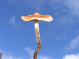 Psilocybe subaeruginosa image