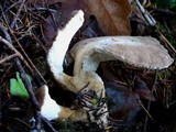 Jahnoporus hirtus image