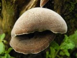 Auricularia polytricha image