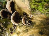 Auricularia polytricha image