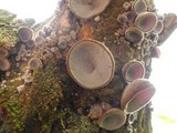 Auricularia polytricha image