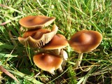 Psilocybe subaeruginosa image