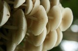 Filoboletus manipularis image