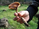 Psilocybe subaeruginosa image