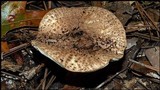 Echinoderma asperum image