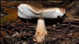Echinoderma asperum image