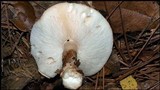 Echinoderma asperum image