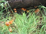 Psilocybe subaeruginosa image