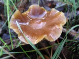Psilocybe subaeruginosa image
