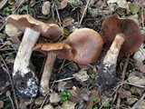 Cortinarius subbalaustinus image